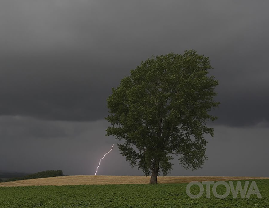 The 5th 雷写真コンテスト受賞作品 Bronze Prize -TREE OF PHILOSOPHY AND LIGHTNING-